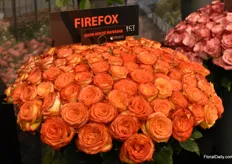 The Firefox, also from Select Breeding, is a new variety and not yet commercial. But this well-looking bicolor red and yellow rose is expected in the summer of 2023.